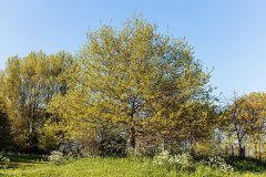Quercus