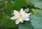 Der Weiße-Lotus-Aufstand 1796–1804
